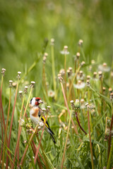 European goldfinch sits on the stem of a dandelion flower with seeds and eats seeds on a sunny...