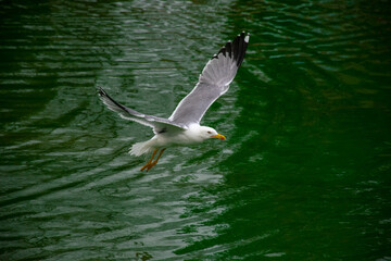 Seagull flying over the lake. Seagulls playing in the sea, taking off, floating.