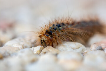 Raupe Schwammspinner Schmetterling 