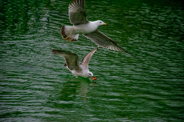 Seagull flying over the lake. Seagulls playing in the sea, taking off, floating.