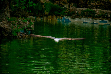 Seagull flying over the lake. Seagulls playing in the sea, taking off, floating.