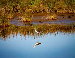 Black-Winged Stilt Wading in Reflective Wetland