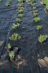 Floral composition of field of lavender planted in agrofabric