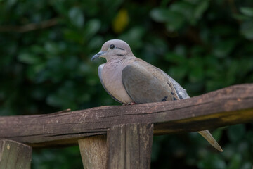 Brazilian Savannah Bird 
The birds of Brazil are very beautiful and have many colors