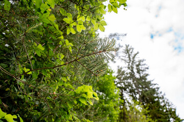 A tree branch with green leaves and some dew drops on it. The branch is in the middle of a forest