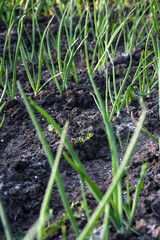 Rows of young onions close-up on the ground in a plantation