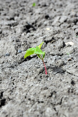 Close-up of a lone tree sprout on dry, waterless land. Global warming and drought