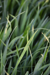 Background of growing green grass with selective focus. Nature background with blur