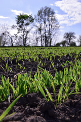 Low angle view of rows of green sprouts in a field. The background is blurred