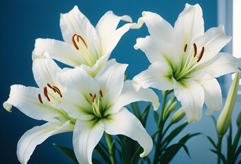 Fototapeta premium Lilies flower closeup Realistic Light understand sun light significantly summer season flower concept