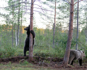 View of borwn bear