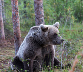 Fototapeta premium View of brown bear