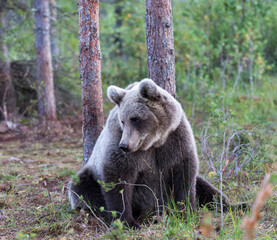 View of brown bear