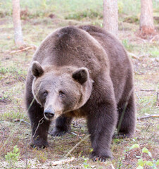 View of brown bear