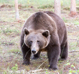 View of borwn bear