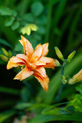 orange tiger lily