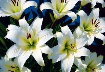 Obraz premium Lilies flower closeup Realistic Light understand sun light significantly summer season flower concept