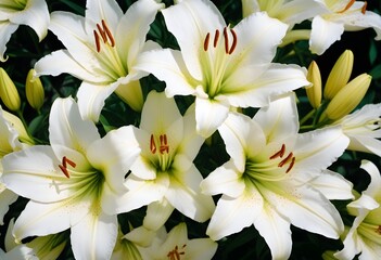 Lilies flower closeup Realistic Light understand sun light significantly summer season flower concept