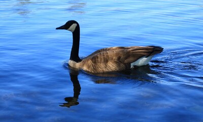 Canada goose (カナダガン)