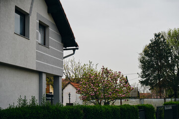 House with a tiled roof in Balkans in spring. A beautiful tree with large pink flowers blooms in the yard - a magnolia. Bijeljina is a small town on the border with Serbia and Bosnia and Herzegovina