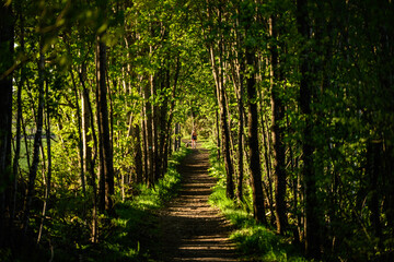 Healthy lifestyle - using the paths in the forest