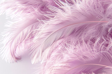 Purple feather background