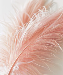 Background with pink feathers	