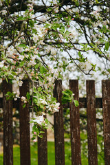Naklejka premium Wooden fence and a flowering apple, plum or cherry tree. Village country side in spring.