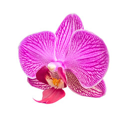 Pink Striped Orchid isolated on transparent background. Single flower with pink and striped petals. Phalaenopsis or Moth kind. Floral design element for cards, invitations, posters.