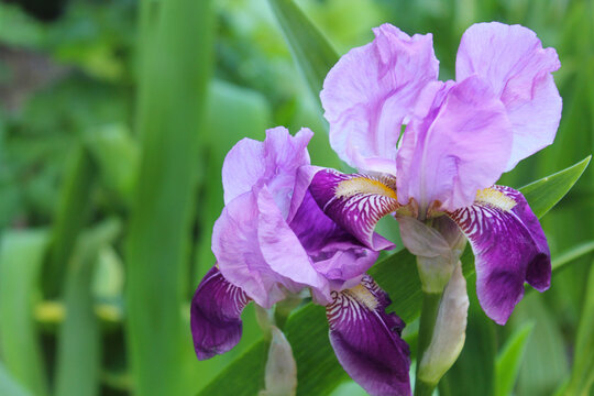 floral background, spring flowers, fresh iris flower close up,