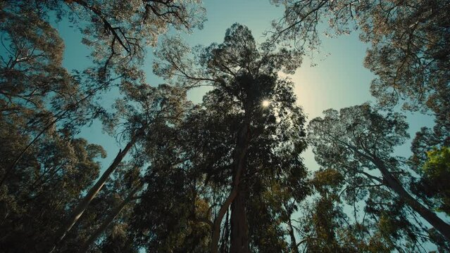 Bottom up view of lush green foliage of trees with afternoon sun. Walking through the forest with large green trees.