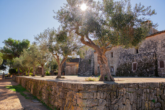 Old Olive Garden. Olive trees on a sunny summer day. The sun shines through the crowns of olive trees growing on an old Spanish farm in Mallorca - Powered by Adobe