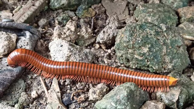 Chilopoda on the yard