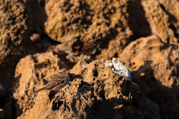 Close-up portrait of a bird. Detailed photo of a city sparrow. The sparrow camouflaged itself among the stones