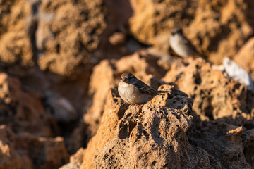 Close-up portrait of a bird. Detailed photo of a city sparrow. The sparrow camouflaged itself among the stones