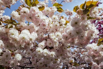 Sakura flowers in sunlight close-up. White and pink large beautiful flowers on a branch. Abundant...