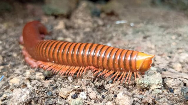 Chilopoda on the yard