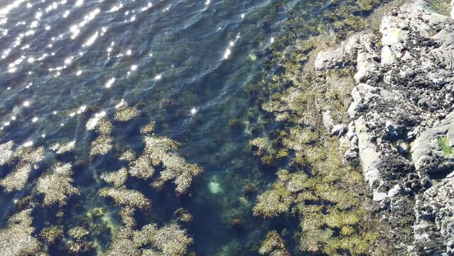 Calm sea background with floating light brown seaweed in summer sunhine, aerial video