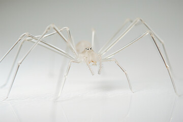 animal by ai // white spider with long legs made of clear material, transparent glossy plastic, legs and body shimmering in light, light grey background, photorealistic // ai-generated 