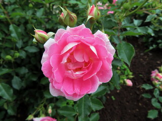 pink rose in garden