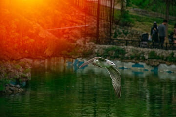 Seagull flying over the lake and people in the background.