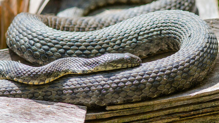 close up of a python