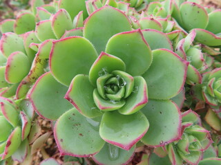 close up of a cactus