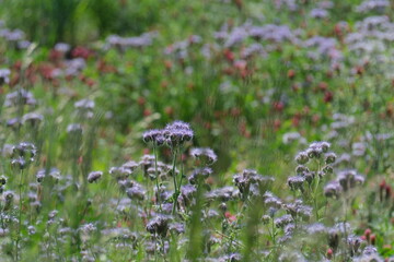Wildflowers bathed in soft sunlight