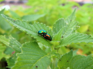 two beetles on green leaves
