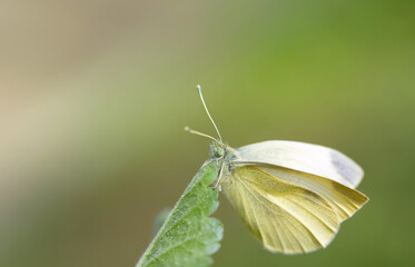 Close-up of a yellow butterfly, a small cabbage white (Pieris rapae), sitting on your green leaf. There is space for text in the background.
