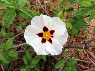 close up of cistus flower