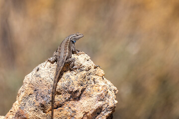 Close up of a Western Fence Lizard with blue irridescent throat, perched on rock near the rim of the Grand Canyon in Arizona, USA on 29 April 2024