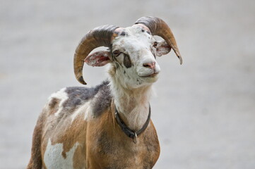 Funny close-up horned goat portrait. Isolated on blurred background. © czjonyyy