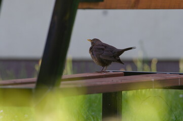 Turdus merula aka Common blackbird is sitting on the bench. Funny animal bird photo.